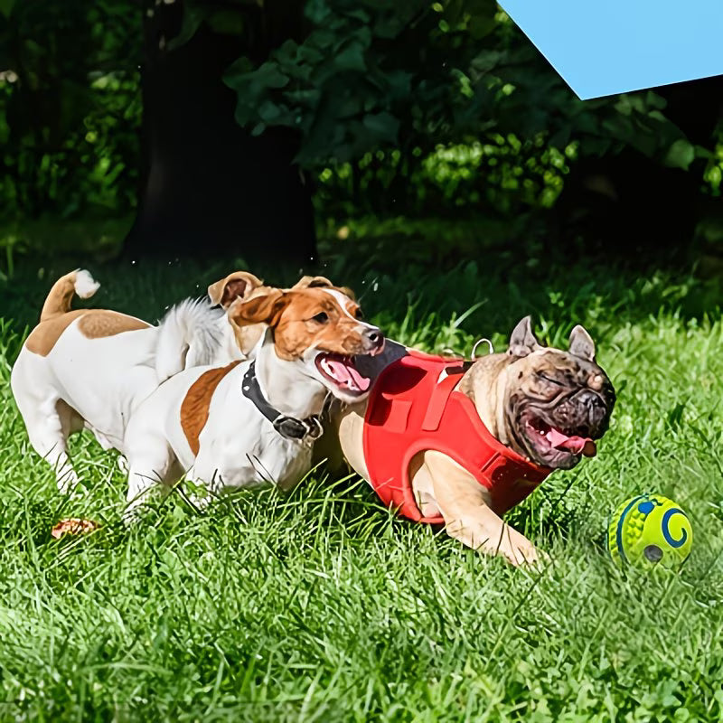 Pet Voice Ball Toy