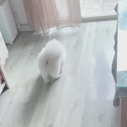 Pet Voice Ball Toy